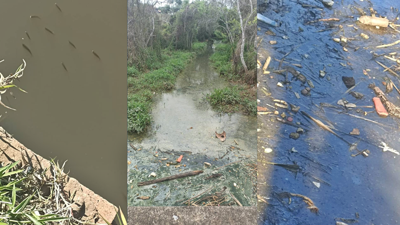 Denúncia: Despejo de esgoto em córrego prejudica saúde pública e vida animal
