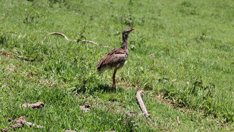 Seriema resgatada em rodovia de Santa Rita do Sapucaí é reinserida em seu território