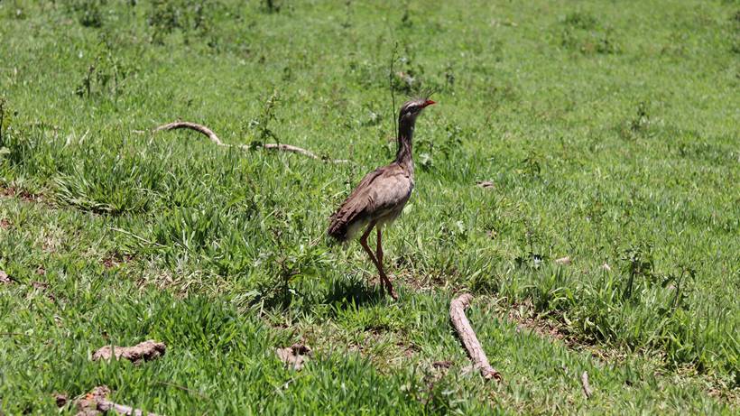 Seriema resgatada em rodovia de Santa Rita do Sapucaí é reinserida em seu território