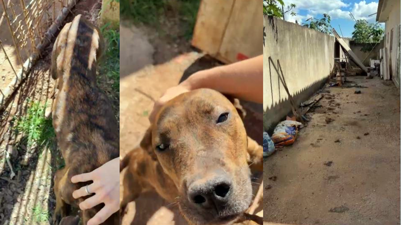 Cadela é resgatada em meio a fezes e sem comida e água na zona rural