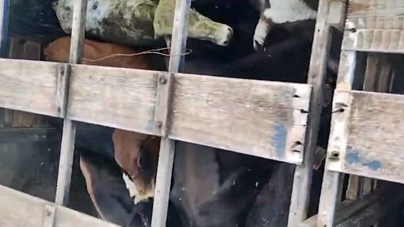 Dupla é presa por tentativa de estelionato em negociação de gado em Jacutinga