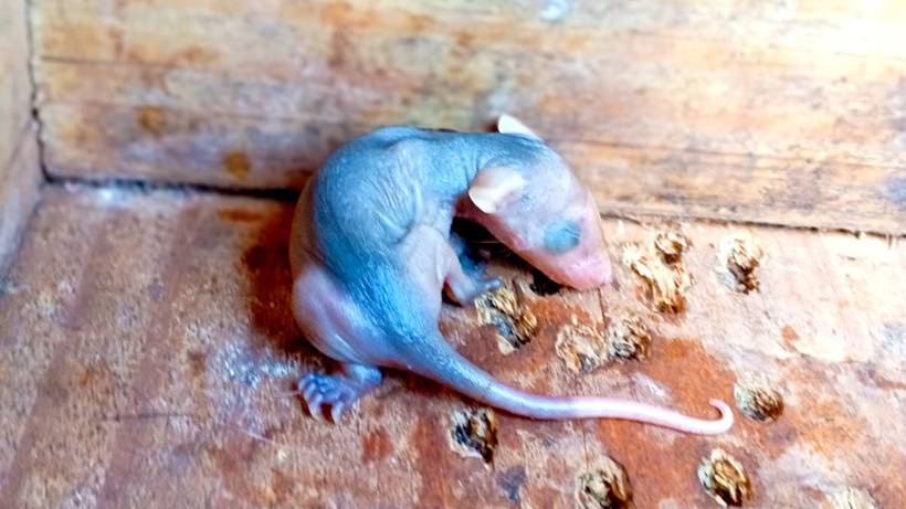 Filhotes de gambá são resgatados pelos bombeiros após mãe morrer em atropelamento