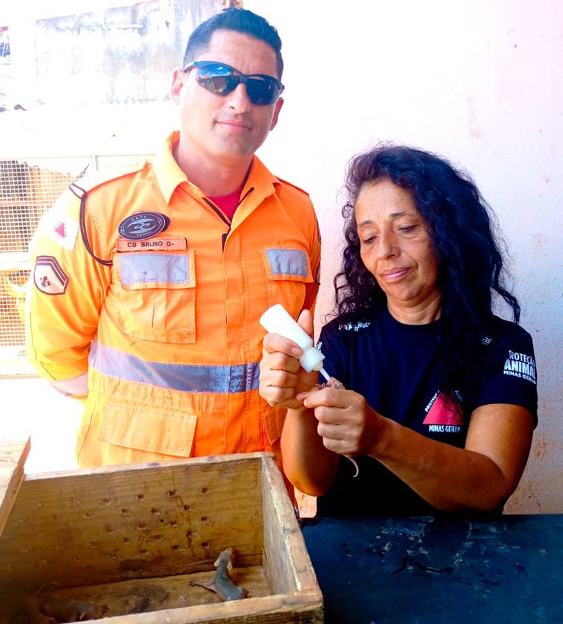 Filhotes de gambá são resgatados pelos bombeiros após mãe morrer em atropelamento