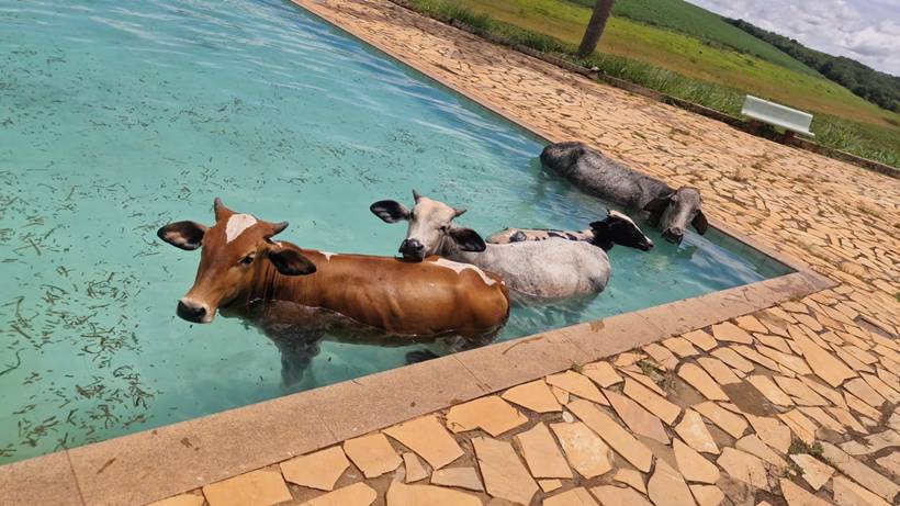 VÍDEO: Vacas caem em piscina de clube e são resgatadas pelos Bombeiros no Sul de Minas