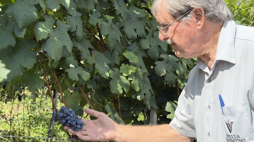 Vinícola no Sul de Minas transforma tradição, ciência e mercado em negócio sustentável