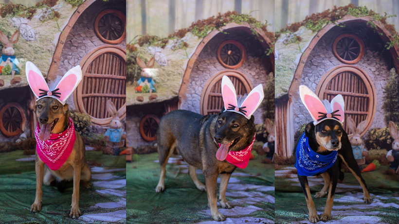 Cães vestidos para a Páscoa encantam e aguardam adoção em abrigo de Congonhal