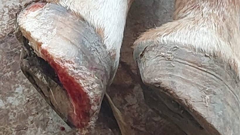 Homem é preso após polícia encontrar égua morta e cães com sinais de maus-tratos