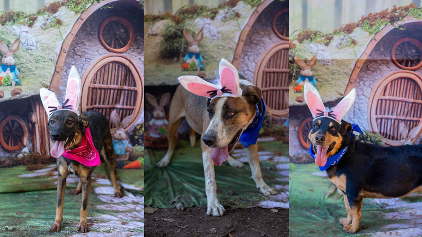 Cães vestidos para a Páscoa encantam e aguardam adoção em abrigo de Congonhal