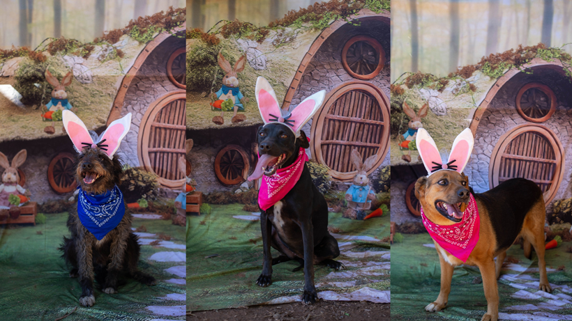 Cães vestidos para a Páscoa encantam e aguardam adoção em abrigo de Congonhal