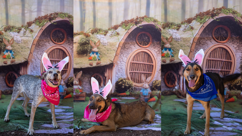 Cães vestidos para a Páscoa encantam e aguardam adoção em abrigo de Congonhal