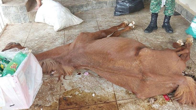 Homem é preso após polícia encontrar égua morta e cães com sinais de maus-tratos