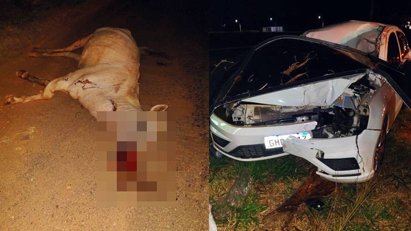 Psicólogo fica ferido após carro atropelar cavalo na MG-290, em Borda da Mata