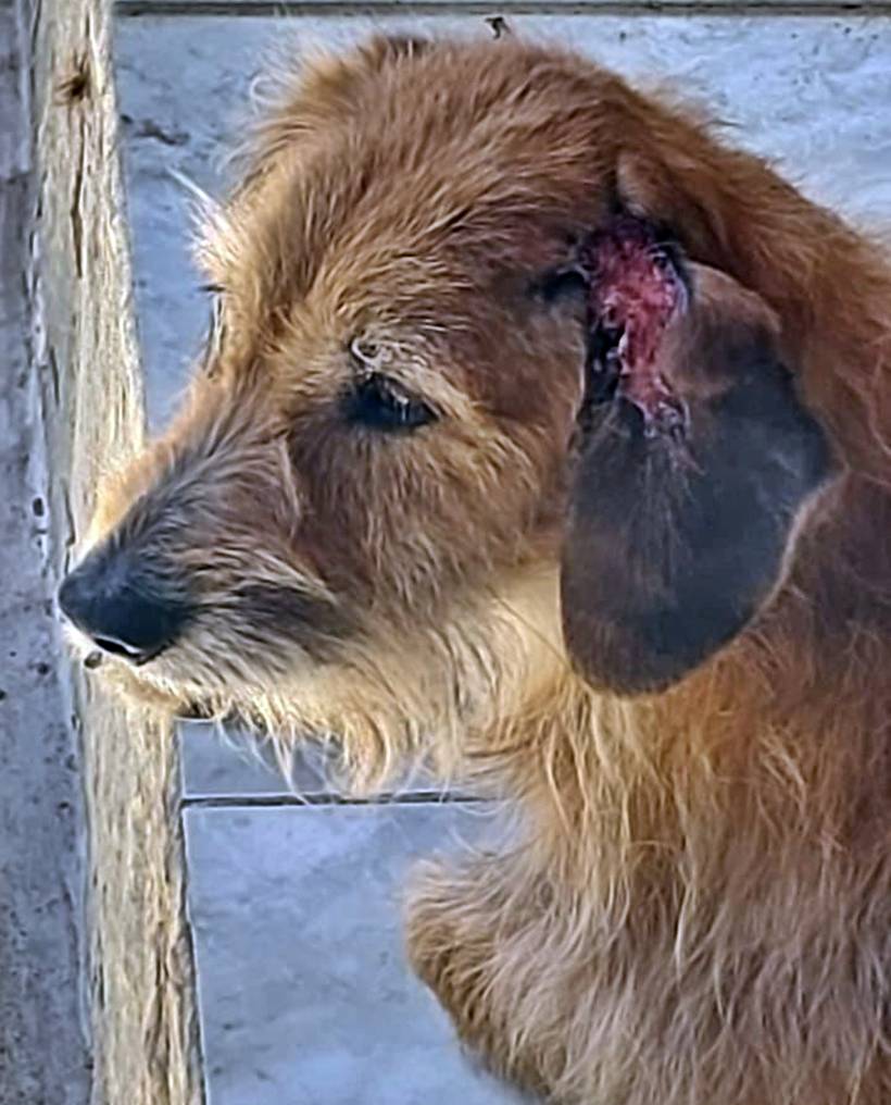 Homem é preso após polícia encontrar égua morta e cães com sinais de maus-tratos