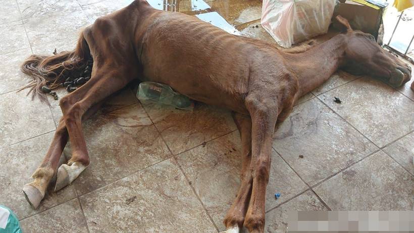 Homem é preso após polícia encontrar égua morta e cães com sinais de maus-tratos