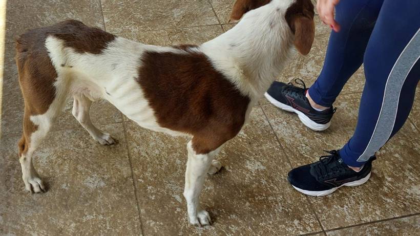 Homem é preso após polícia encontrar égua morta e cães com sinais de maus-tratos