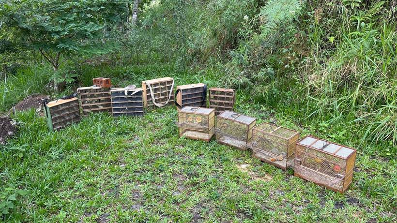 Operação apreende mais de 250 aves em criadouros clandestinos no Sul de Minas