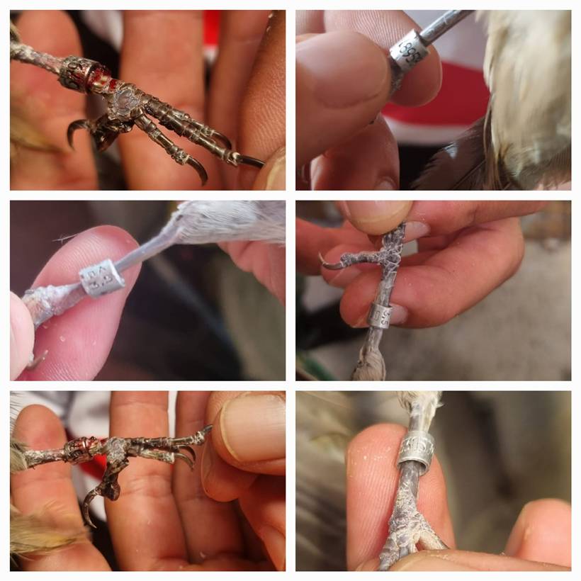 Operação apreende mais de 250 aves em criadouros clandestinos no Sul de Minas