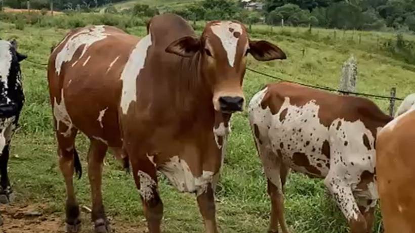 APAE realiza tradicional leilão beneficente de gado no sábado em Pouso Alegre