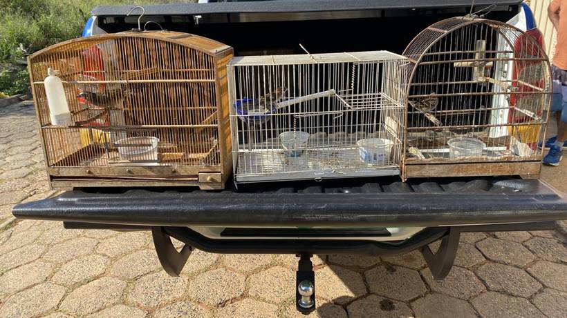 Operação apreende mais de 250 aves em criadouros clandestinos no Sul de Minas