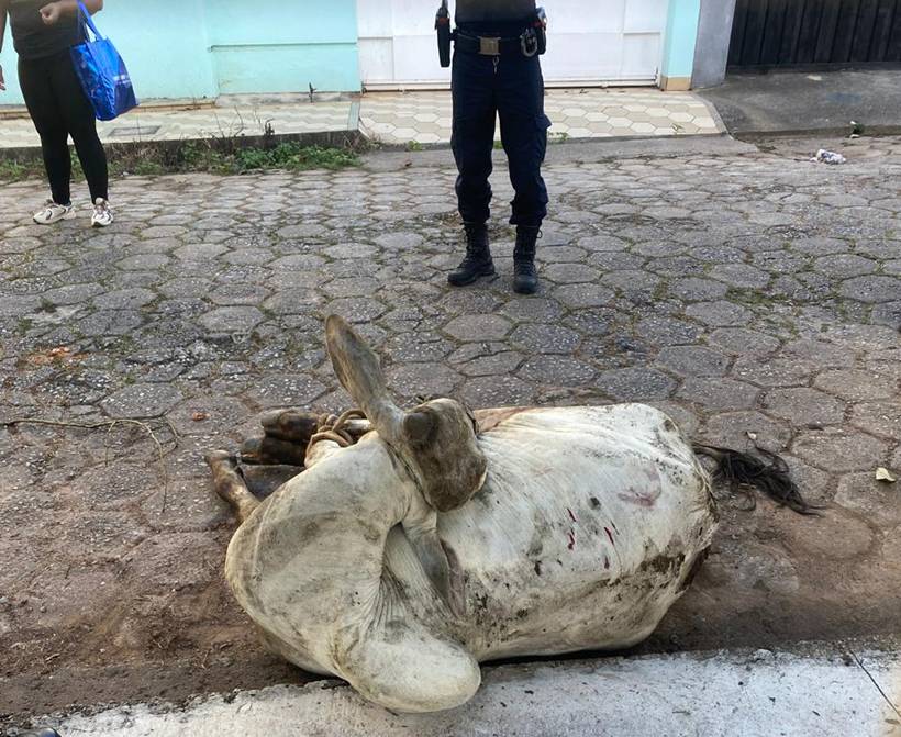 Caminhão com mais de 60 bois tomba na BR-459; Prefeitura investiga animal amarrado em rua