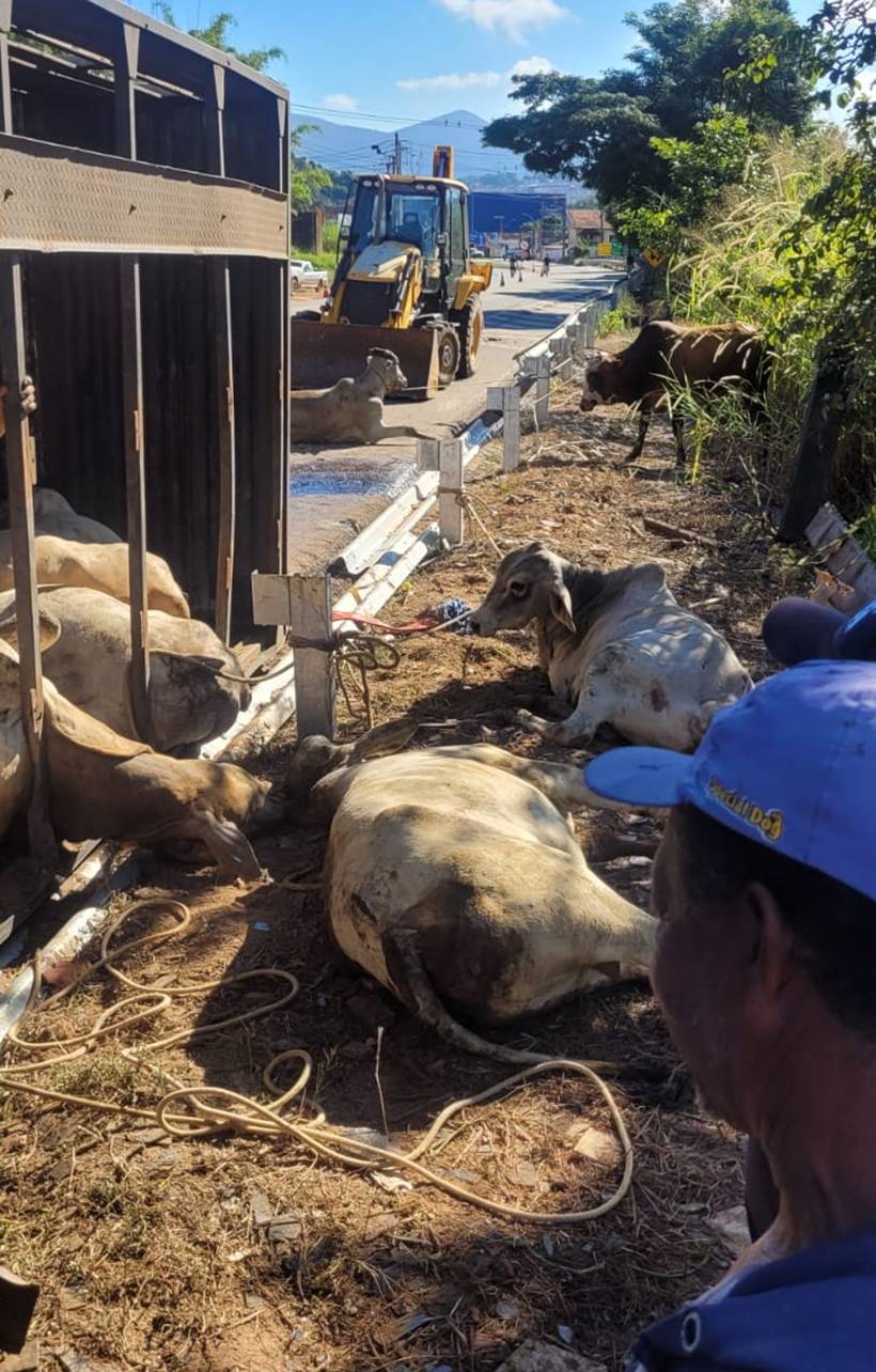Caminhão com mais de 60 bois tomba na BR-459; Prefeitura investiga animal amarrado em rua
