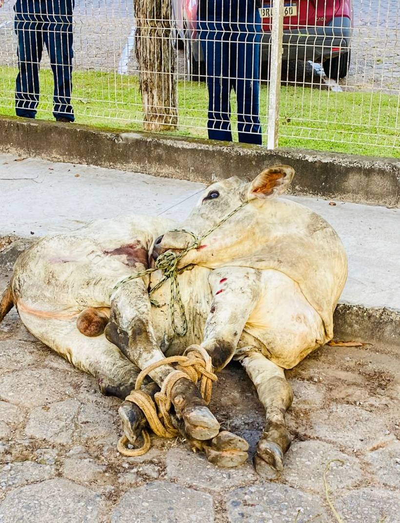 Caminhão com mais de 60 bois tomba na BR-459; Prefeitura investiga animal amarrado em rua