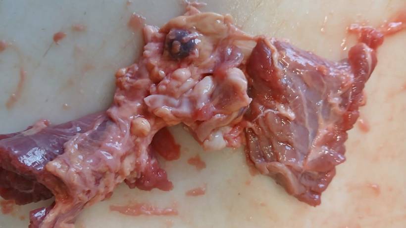 Escolas comunicam carne bovina com excesso de gordura e Prefeitura notifica fornecedor
