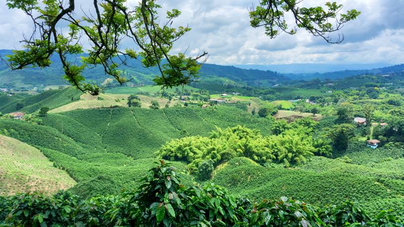 Café mineiro avança para ser reconhecido como paisagem cultural do estado de MG