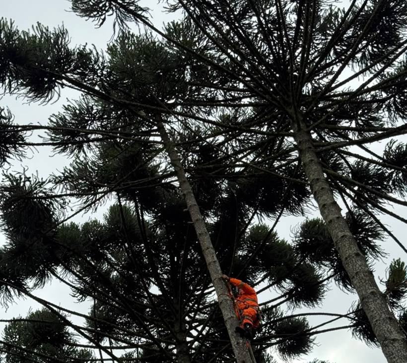 Bombeiros resgatam gato preso a mais de 20 metros de altura em araucária