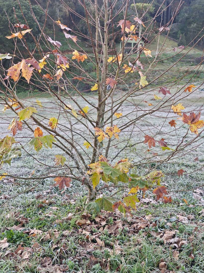 Geada cobre Monte Verde após temperatura chegar a 0,4°C