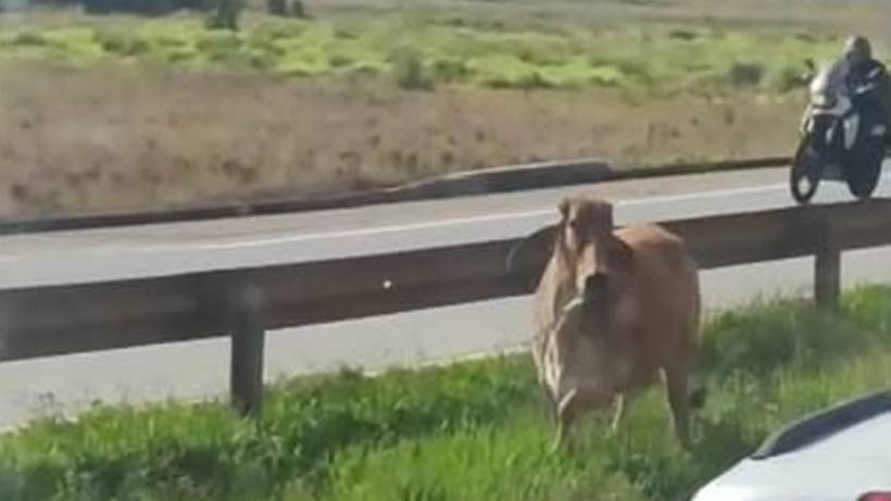 Flagrante: Boi corre entre veículos durante congestionamento na Fernão Dias