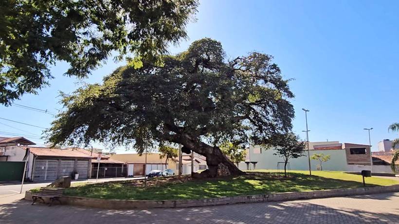 Copaíba de 200 anos, patrimônio histórico e símbolo do bairro Árvore Grande, inspira livro infantil