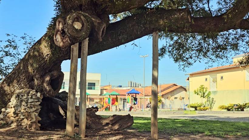 Copaíba de 200 anos, patrimônio histórico e símbolo do bairro Árvore Grande, inspira livro infantil