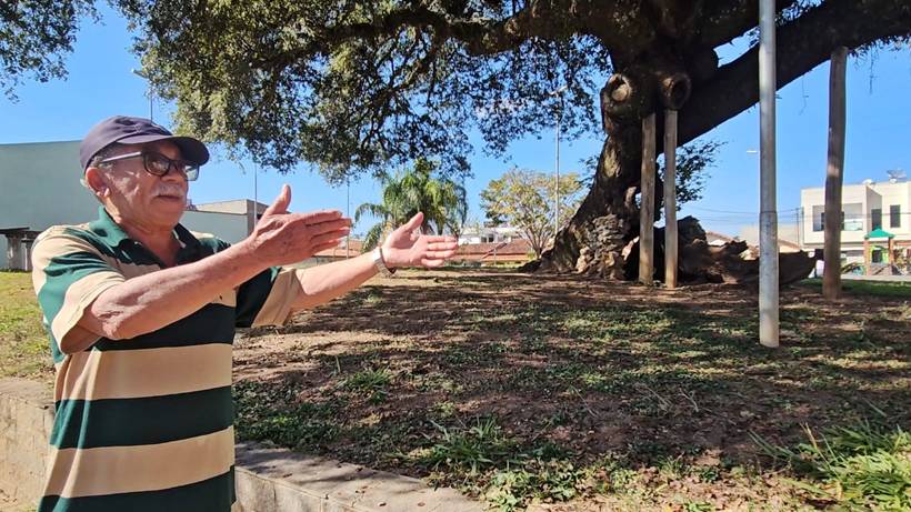 Copaíba de 200 anos, patrimônio histórico e símbolo do bairro Árvore Grande, inspira livro infantil