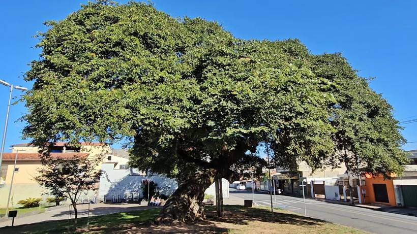 Copaíba de 200 anos, patrimônio histórico e símbolo do bairro Árvore Grande, inspira livro infantil