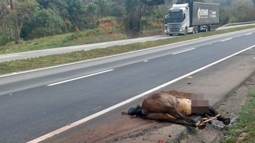 Carreta atropela quatro cavalos na Fernão Dias; três dos animais morreram