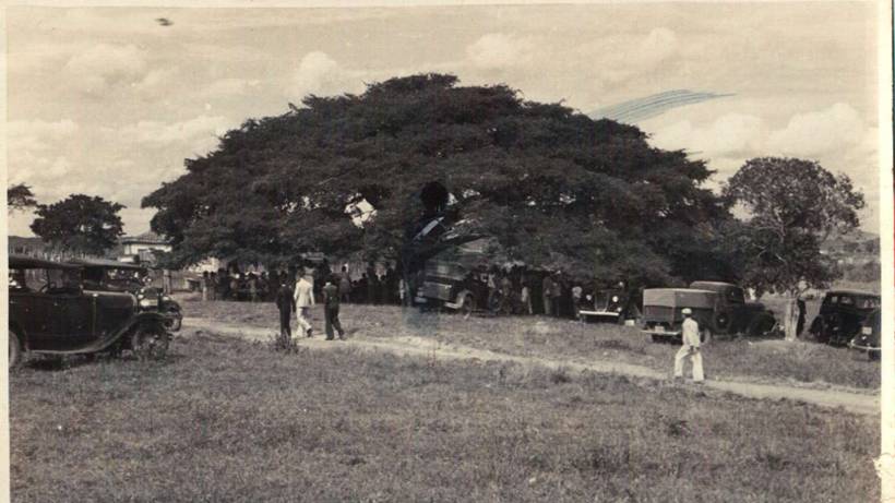 Copaíba de 200 anos, patrimônio histórico e símbolo do bairro Árvore Grande, inspira livro infantil