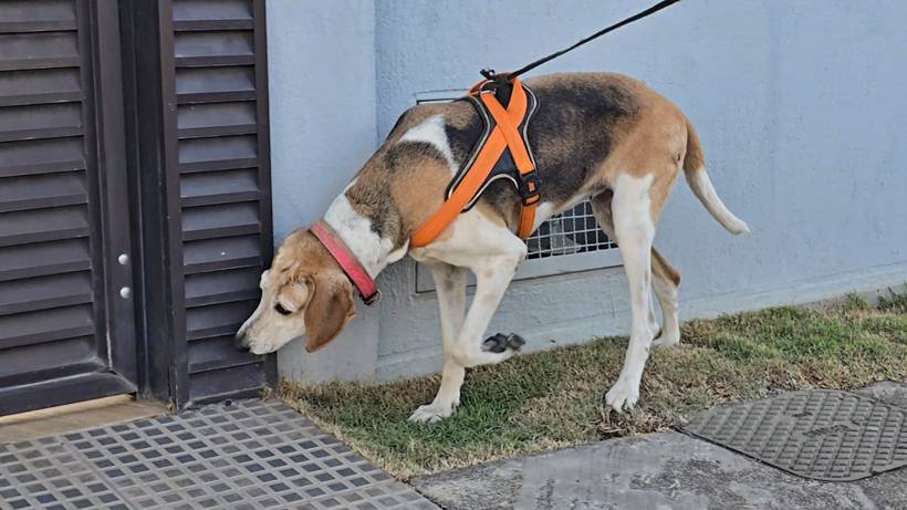 Família recorre à tecnologia e equipe especializada para encontrar gata desaparecida