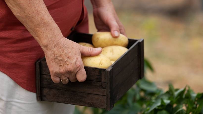 Encontro reúne cadeia produtiva e comercial da batata em Pouso Alegre