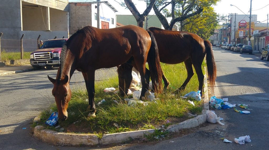 De cavalos comendo lixo na rua a esgoto estourado: moradores de Olinda  convivem com descaso