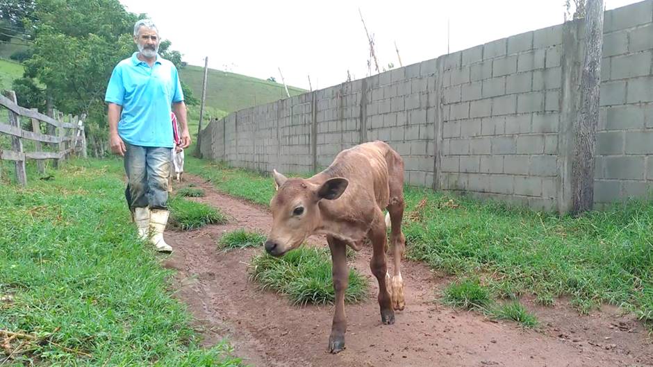 Progen Inseminação Artificial