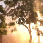 queda de árvore causa explosões em pouso alegre. imagem: reprodução redes sociais