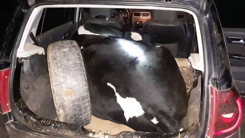 vaca amarrada e sedada em carro em ipuiuna - foto pmmg