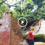 Árvore cai sobre casa em Pouso Alegre - Imagem Luciane Maciel
