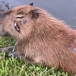 Capivara que vive em parque de Pouso Alegre está com vários machucados