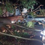 Eucalipto cai em caminhão durante chuva na zona rural de Pouso Alegre