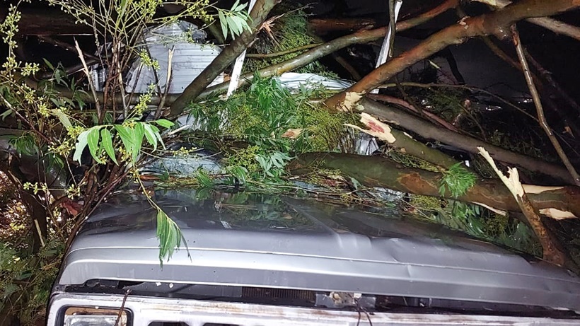 Eucalipto cai em caminhão durante chuva na zona rural de Pouso Alegre
