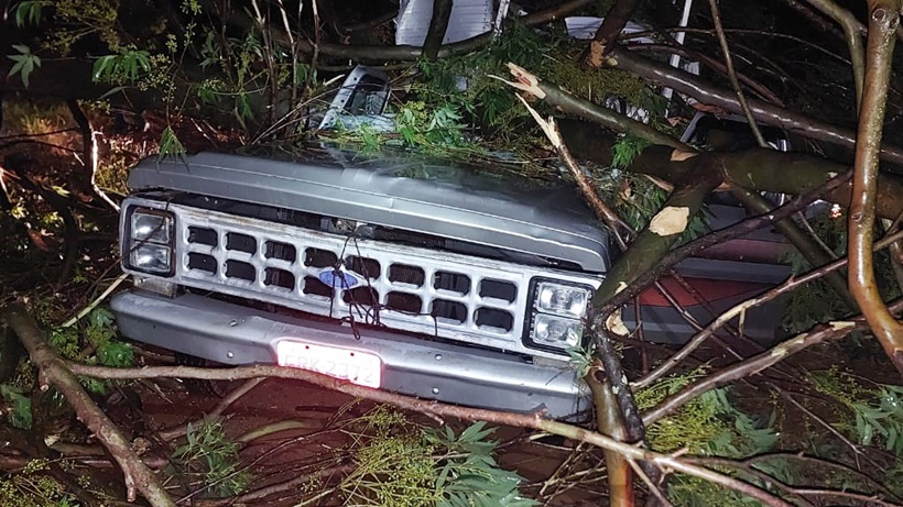 Eucalipto cai em caminhão durante chuva na zona rural de Pouso Alegre