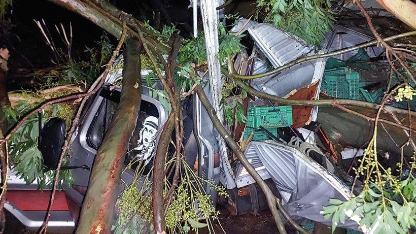 Eucalipto cai em caminhão durante chuva na zona rural de Pouso Alegre