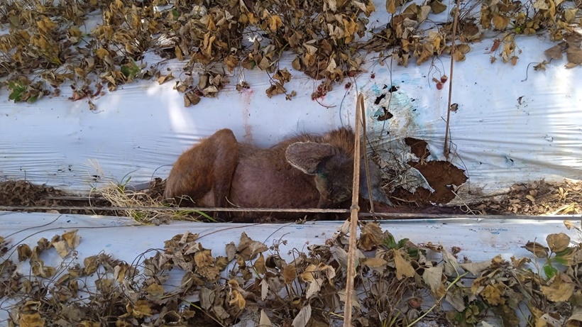 Lobo-guará debilitado é resgatado em lavoura de morango na região